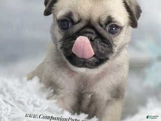 Pug dogs Green Collar - Fawn Male Pug Puppy - Ad 2