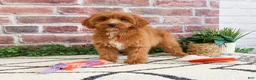 Cavapoo dogs for sale: Kelsie  - Ad 3