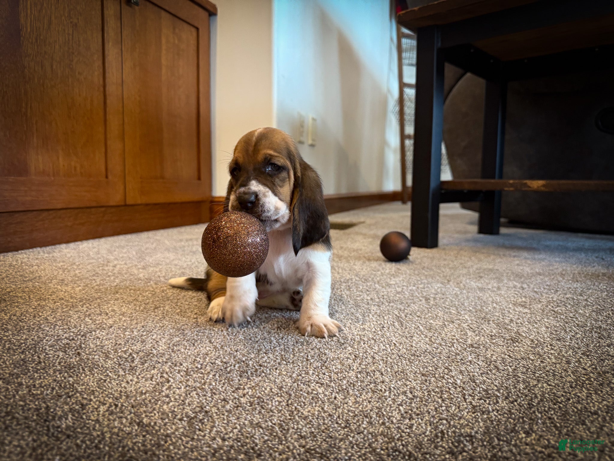 Basset Hound dogs Star - Ad 5