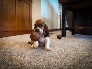 Basset Hound dogs Star - Ad 11