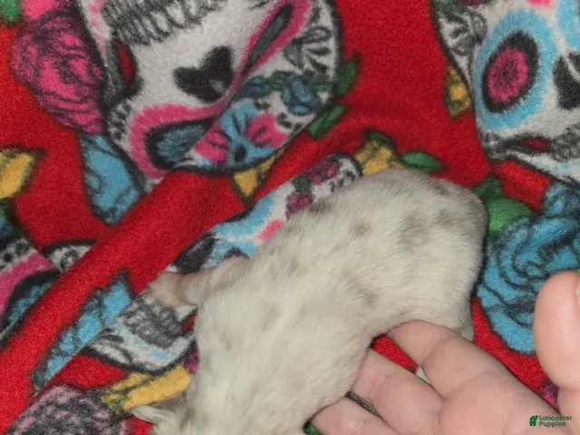 Chihuahua dogs Long Hair Merle girl - Ad 2