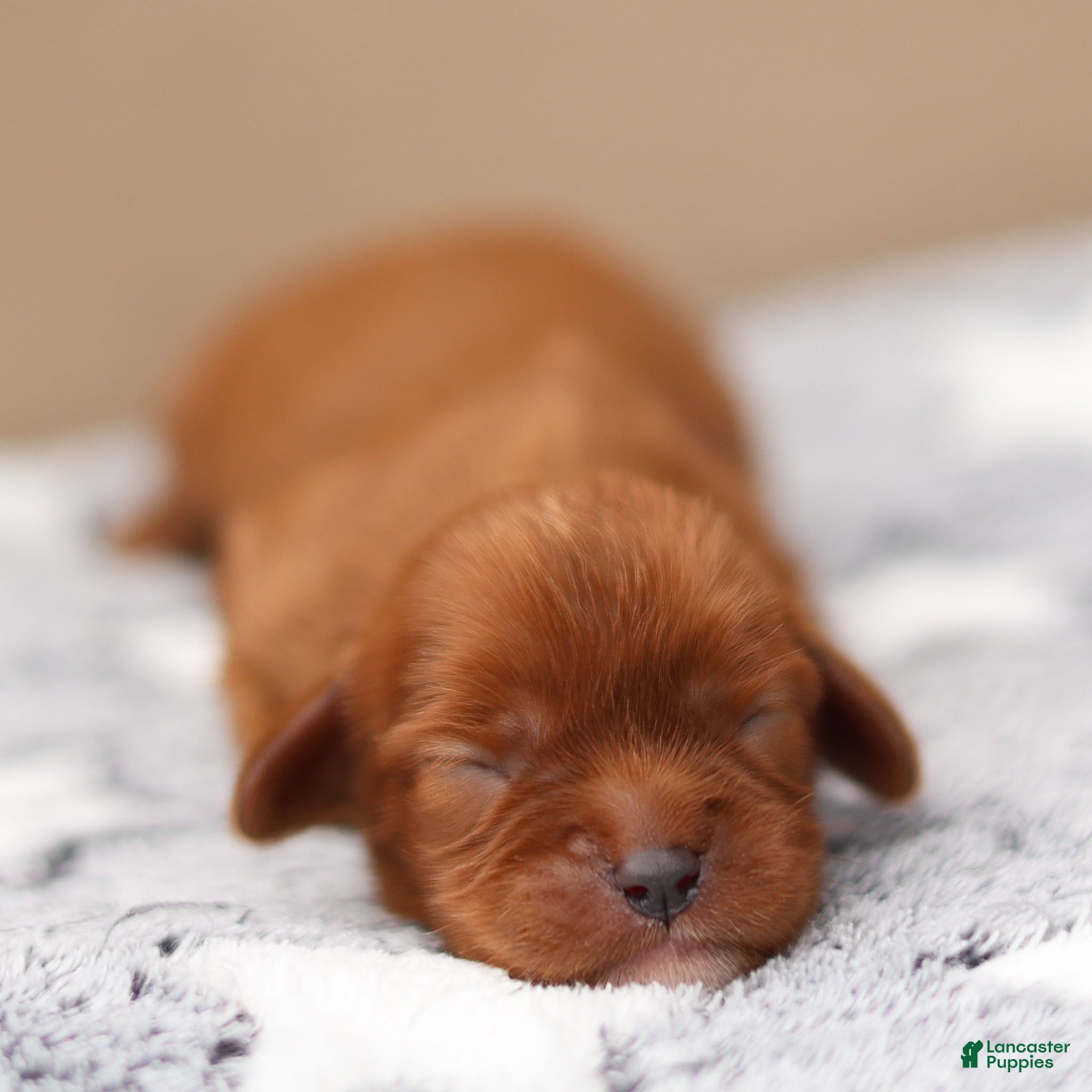 Cavalier King Charles Spaniel dogs Hazel Cavalier King Charles Spaniel  - Ad 1