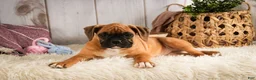 Boxer dogs for sale: Gracie - Ad 5