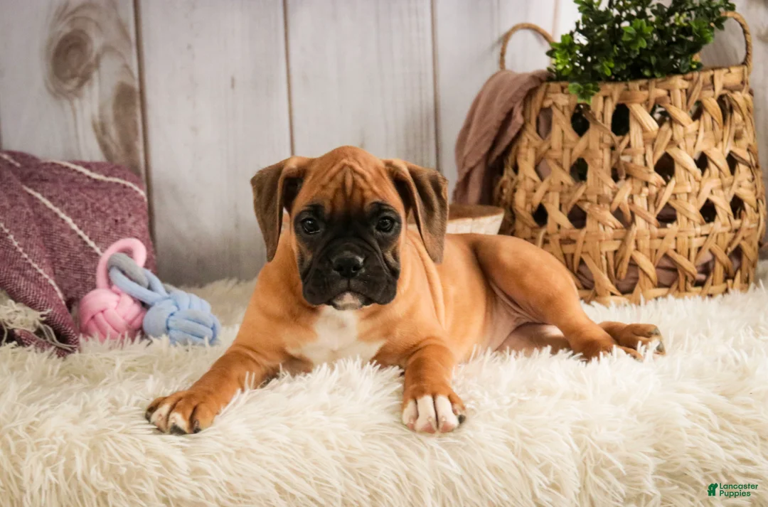 Boxer dogs for sale: Gracie - Ad 5