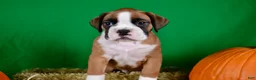 Boxer dogs for sale: Boxer 1 - Ad 2