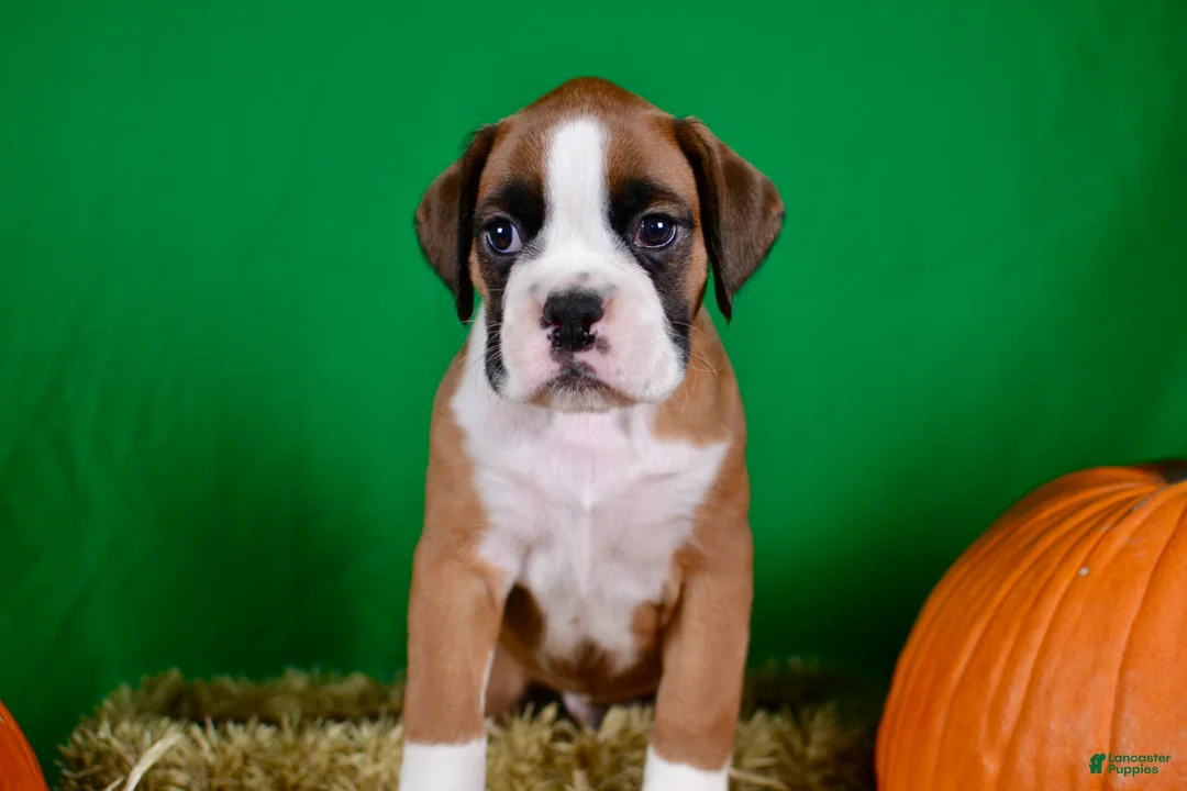 Boxer dogs for sale: Boxer 1 - Ad 2