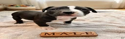 American Pit Bull Terrier dogs for sale: American Pit Bull Terrier 5 - Ad 3