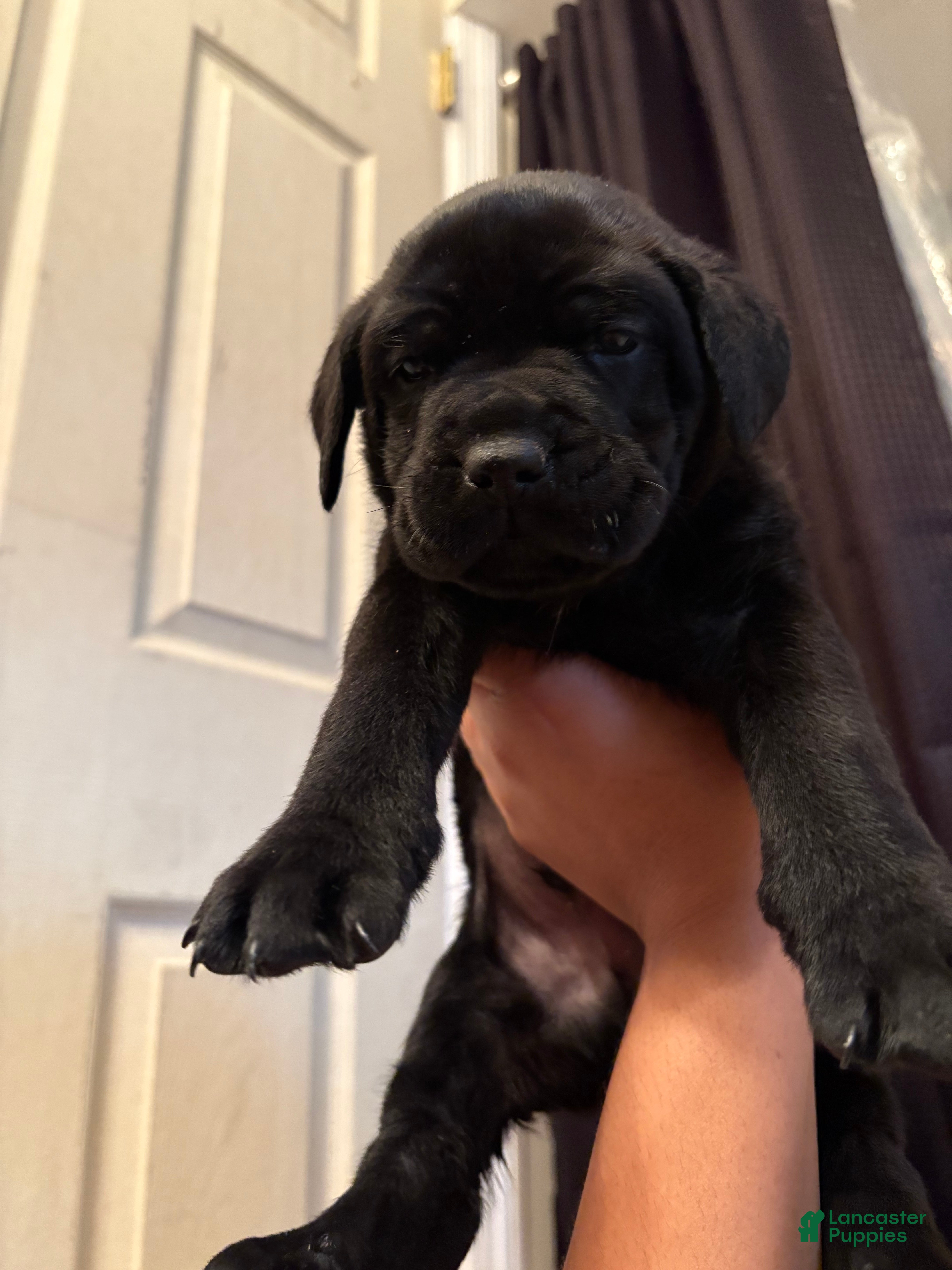 Cane Corso dogs Diesel  - Ad 10