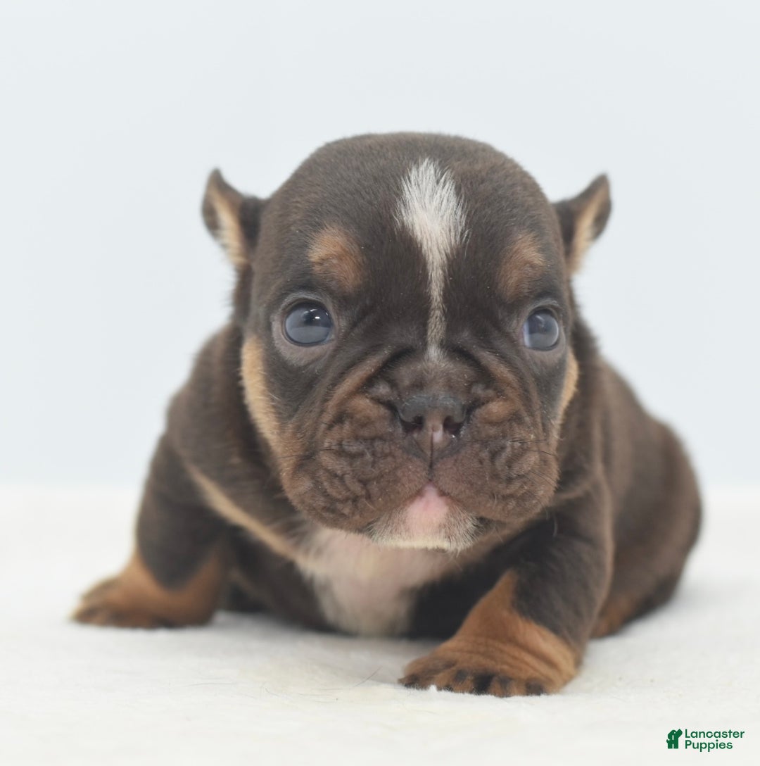 Mixed Breed dogs for sale: Kong micro bully hybrid  - Ad 3