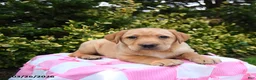 Labrador Retriever dogs for sale: Ruby - Ad 3