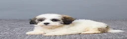 Teddy Bear dogs for sale: Lulu - Ad 6