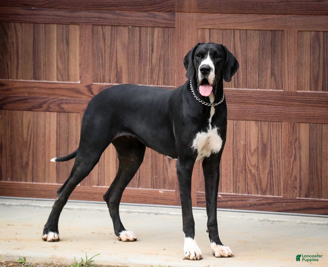 Great Dane dogs for sale: Beatrice - Ad 10