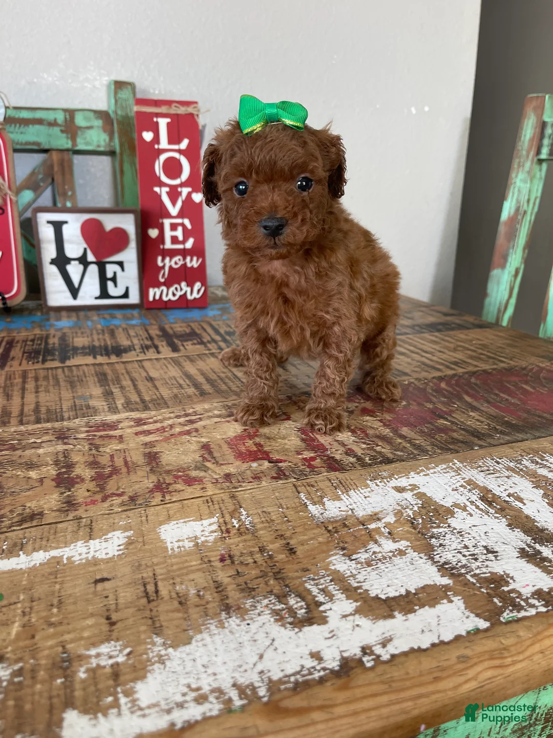 Toy Poodle dogs for sale: Akc Bred Color Red Green Bow - Ad 5