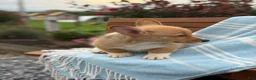Welsh Corgi Pembroke dogs for sale: Jasper - Ad 8