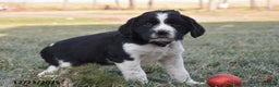 English Springer Spaniel dogs for sale: Mike - Ad 2