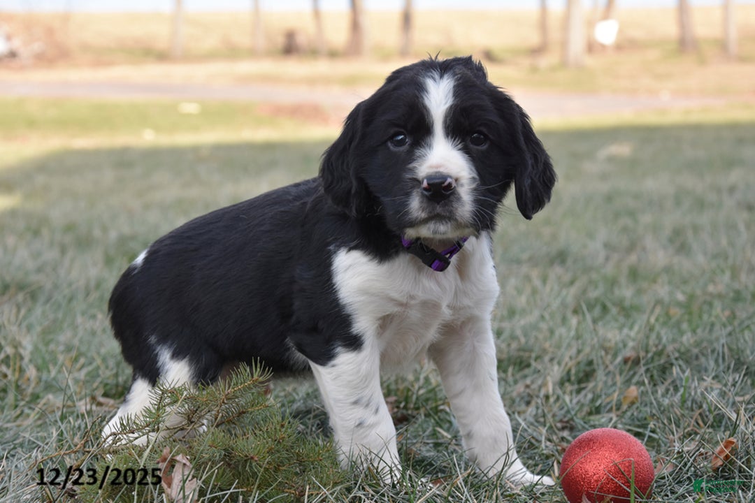 English Springer Spaniel dogs for sale: Mike - Ad 2