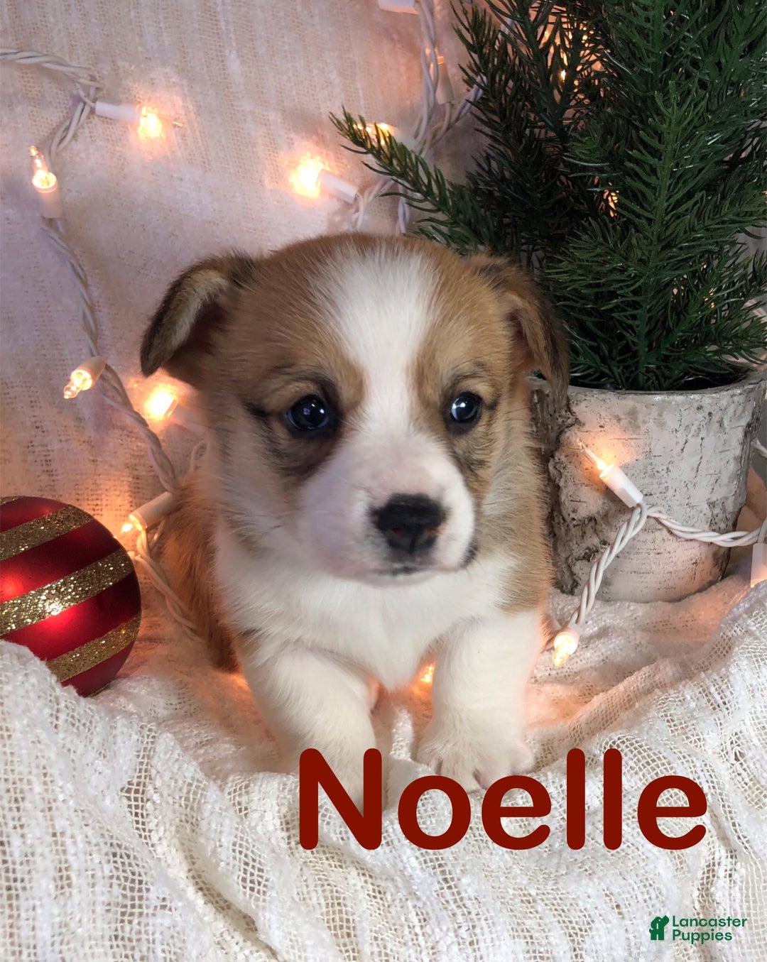 Welsh Corgi Pembroke dogs for sale: Noelle  - Ad 1