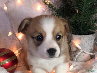 Welsh Corgi Pembroke dogs Noelle - Ad 10