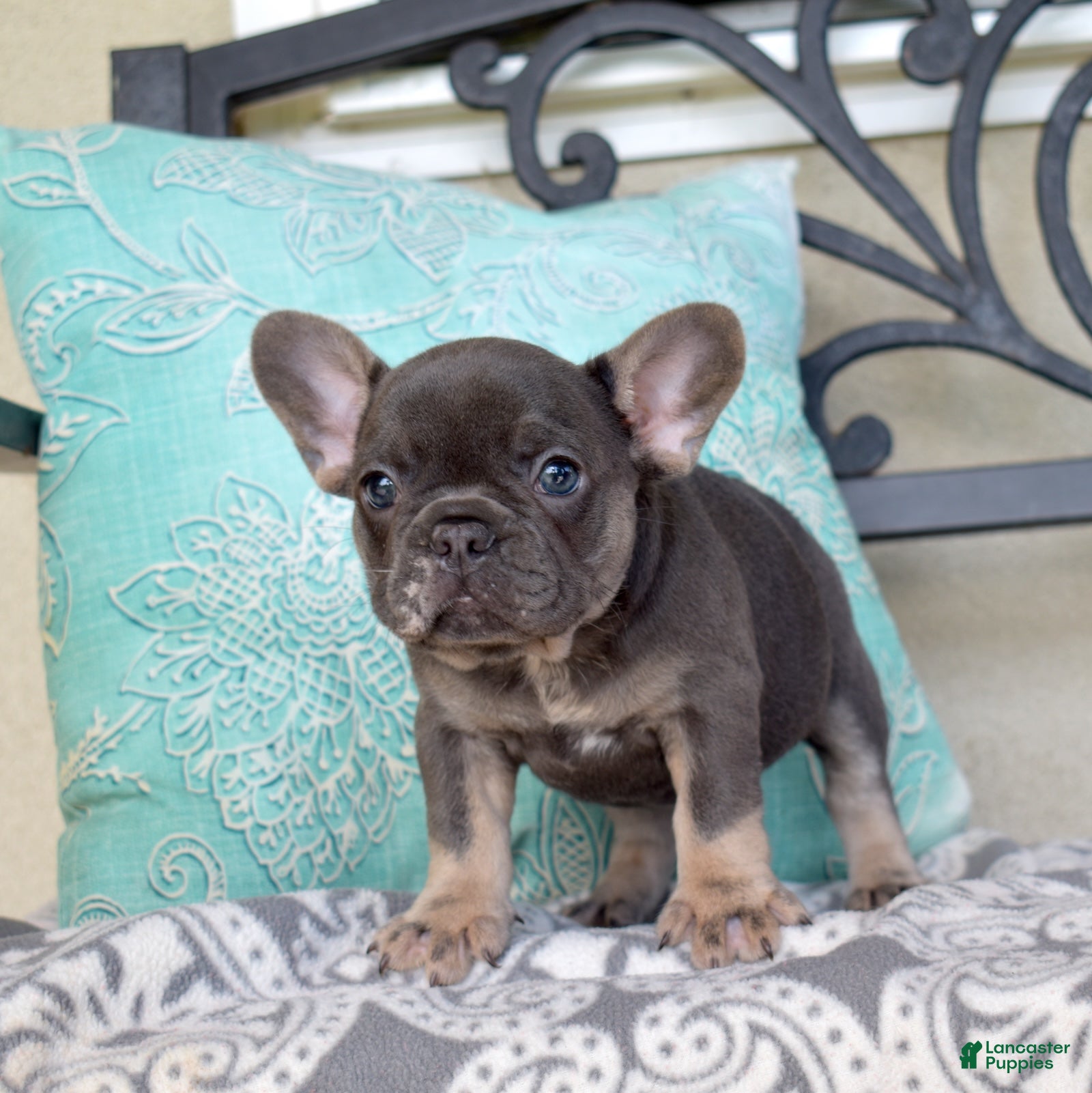 French Bulldog dogs Zoey - Ad 1