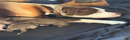 American Bully dogs for sale: American Bully 7 - Ad 6