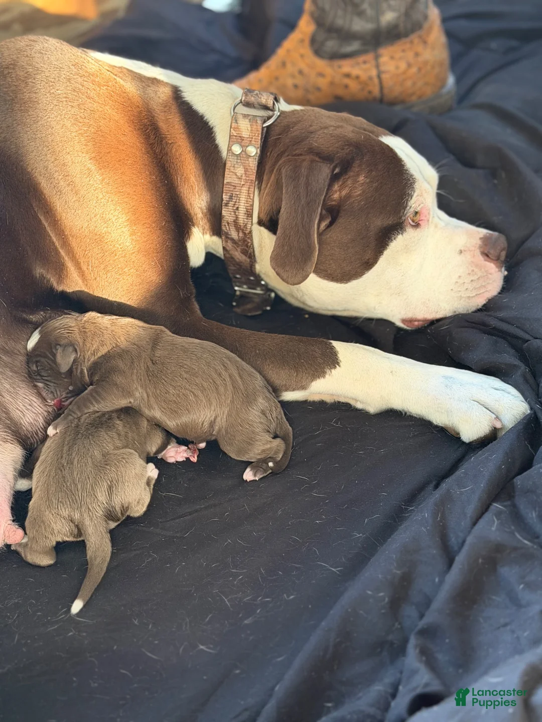 American Bully dogs for sale: American Bully 7 - Ad 6