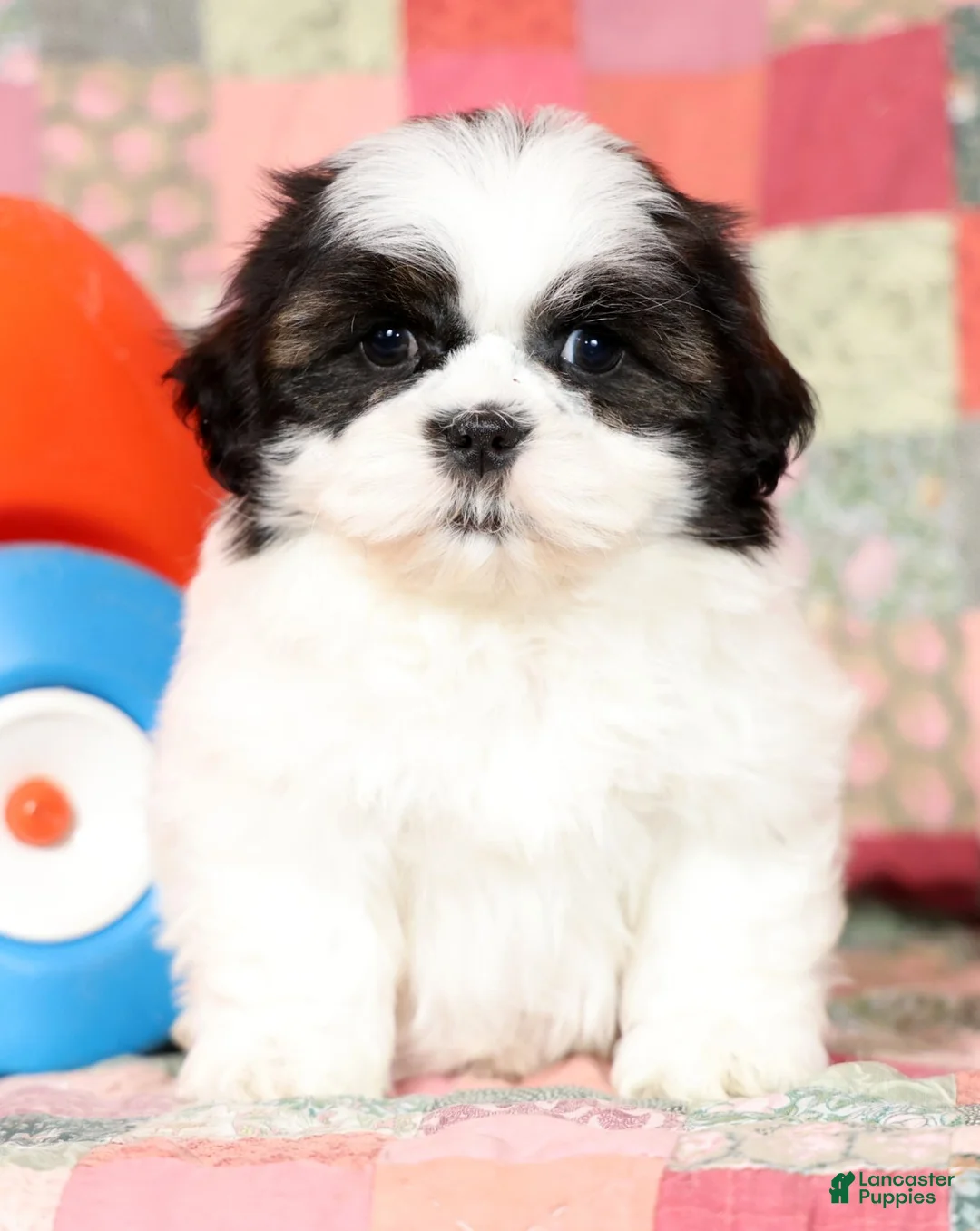 Mixed Breed dogs for sale: Cordell - Ad 1