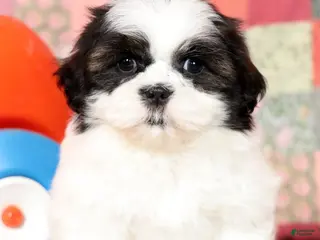 Mixed Breed dogs for sale: Cordell - Ad 2