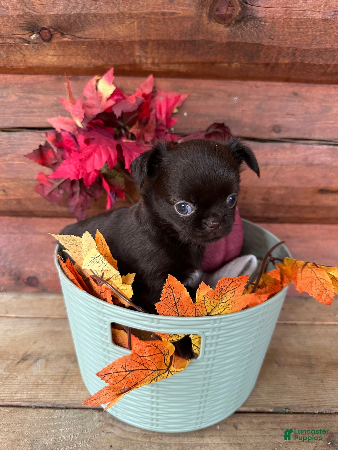 Chihuahua dogs for sale: Chocolove - Ad 2