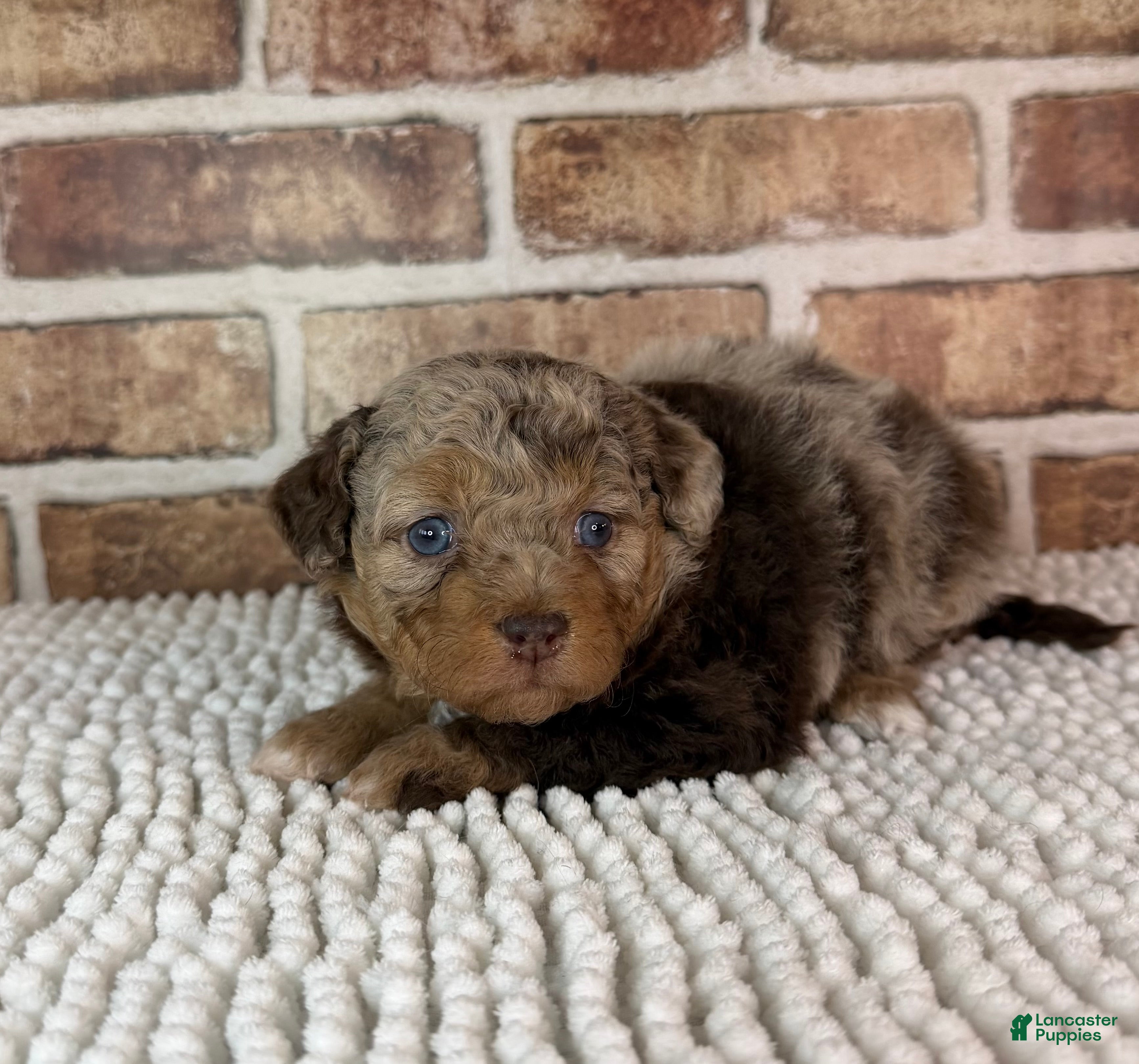 Mini Aussiedoodle dogs Tizzy - Ad 3