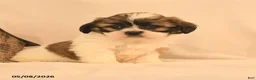 Shih Tzu dogs for sale: Jemima - Ad 3