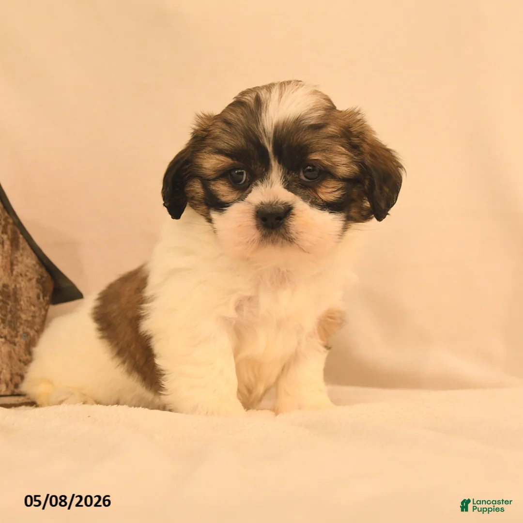 Shih Tzu dogs for sale: Jemima - Ad 3