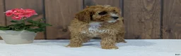 Cavapoo dogs for sale: Paisley  - Ad 6