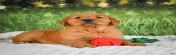 Golden Retriever dogs for sale: Sophie - Ad 12