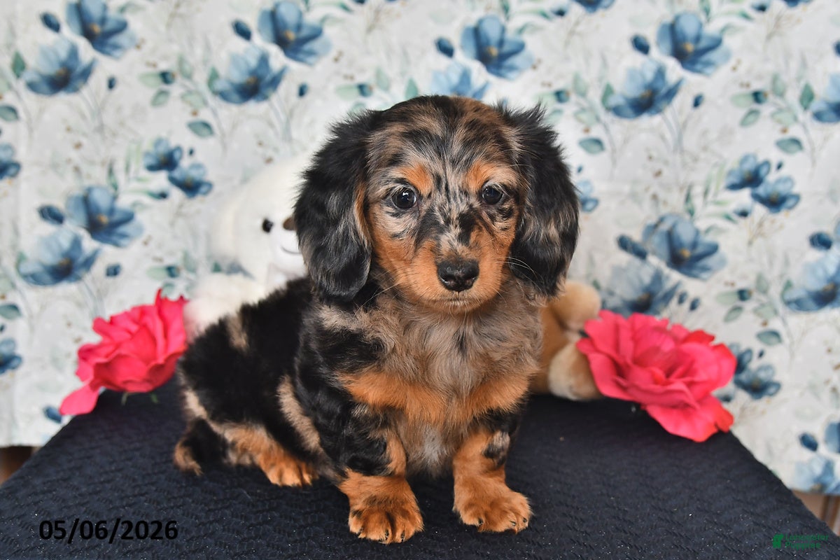 Miniature Dachshund dogs Sparky - Ad 1