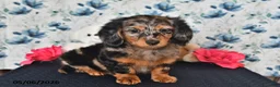 Miniature Dachshund dogs for sale: Sparky - Ad 1