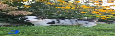 American Corgi 3