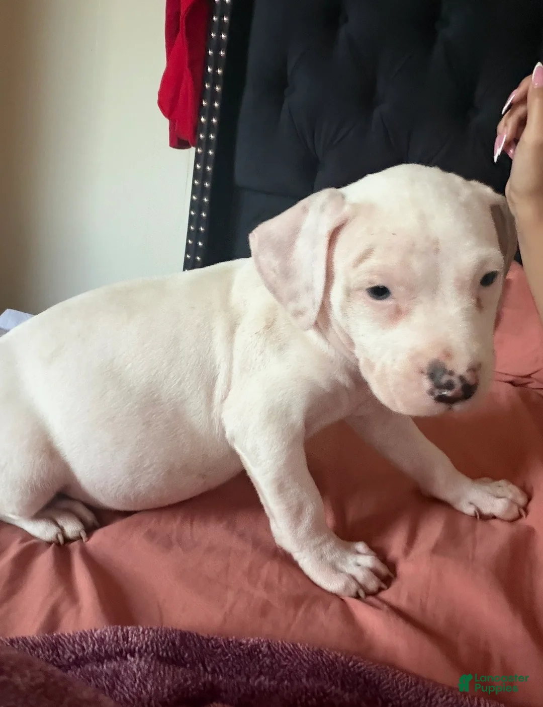 American Staffordshire Terrier dogs for sale: American Staffordshire Terrier Puppy 3 - Ad 2