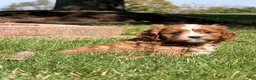 Cavapoo dogs for sale: Copper - Ad 4