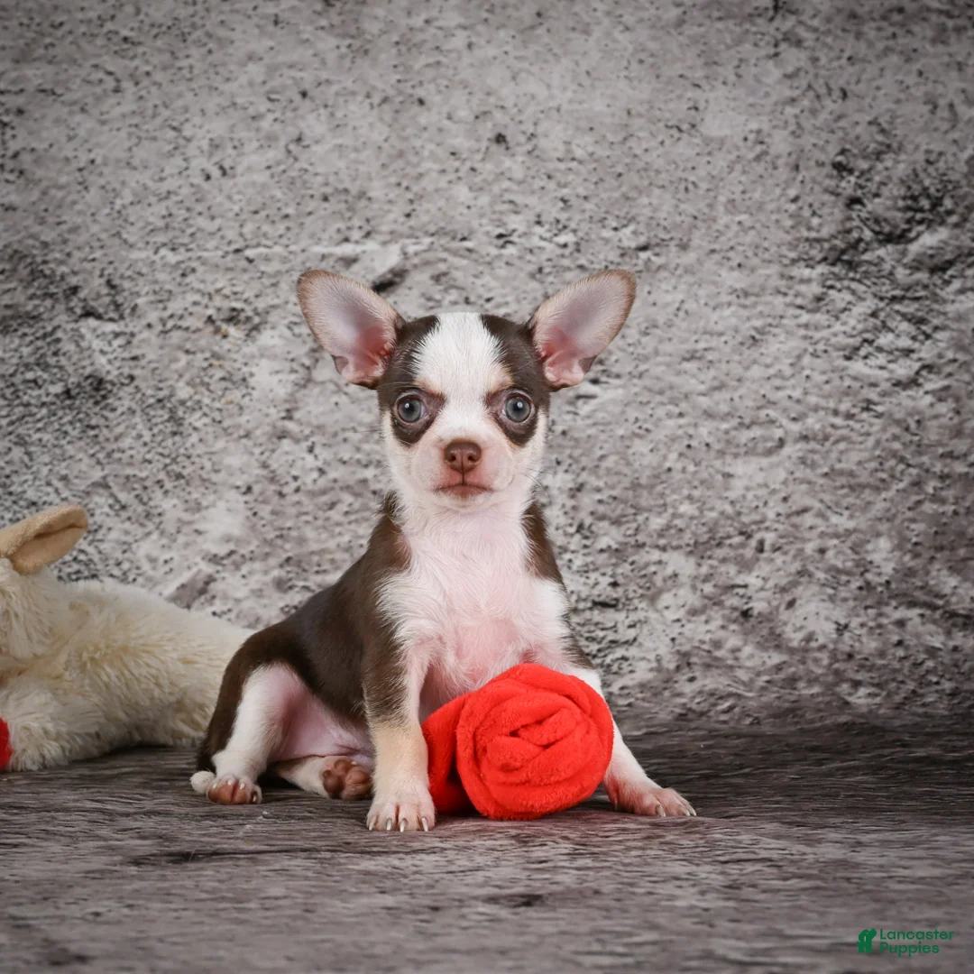 Chihuahua dogs for sale: Zara - Ad 1