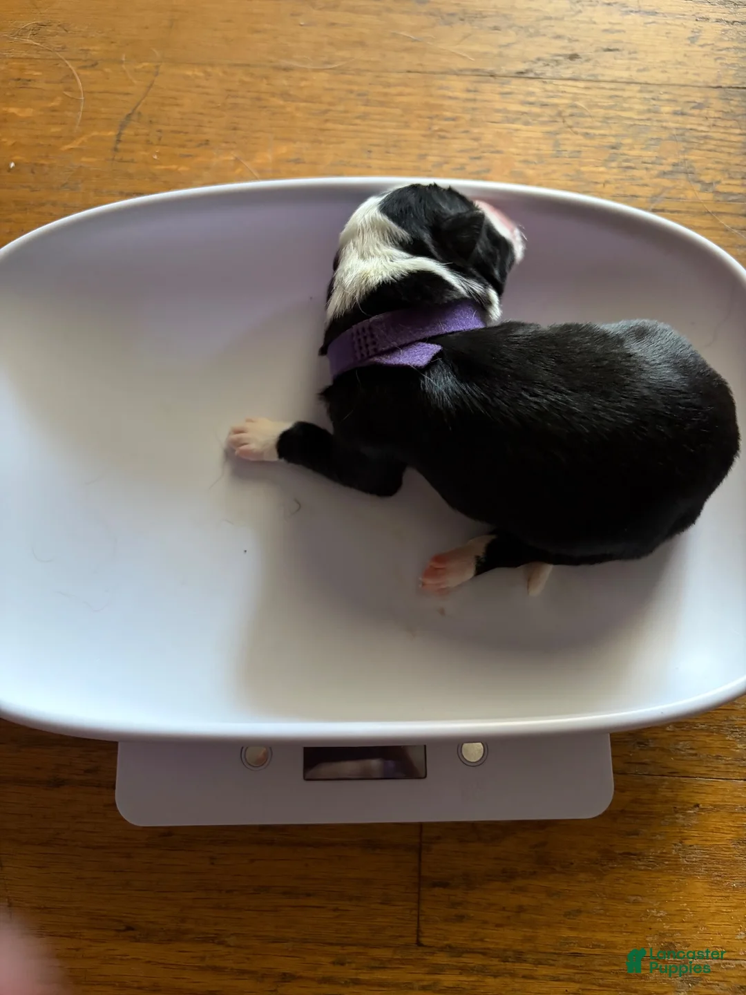 Border Collie dogs for sale: Purple - Ad 2