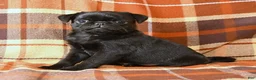 Pug dogs for sale: Bandit - Ad 4