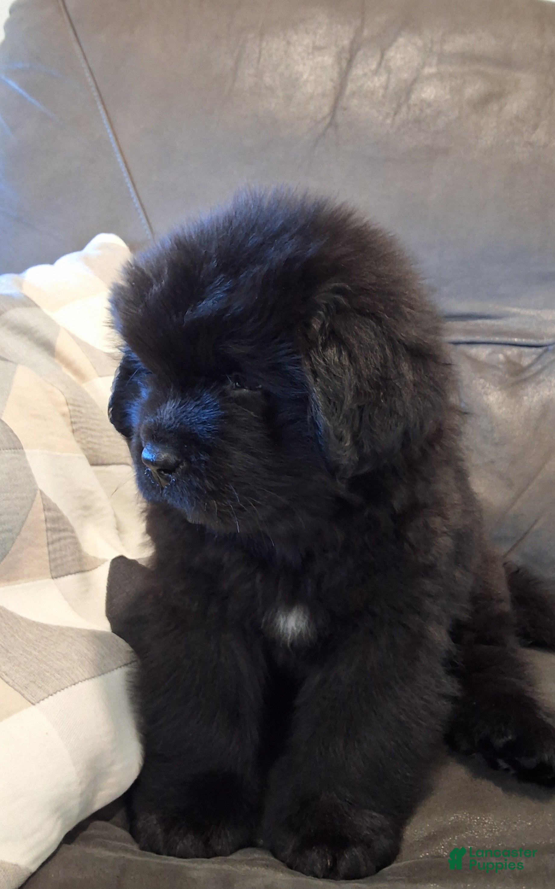 Newfoundland dogs for sale: MOOSE - Ad 2