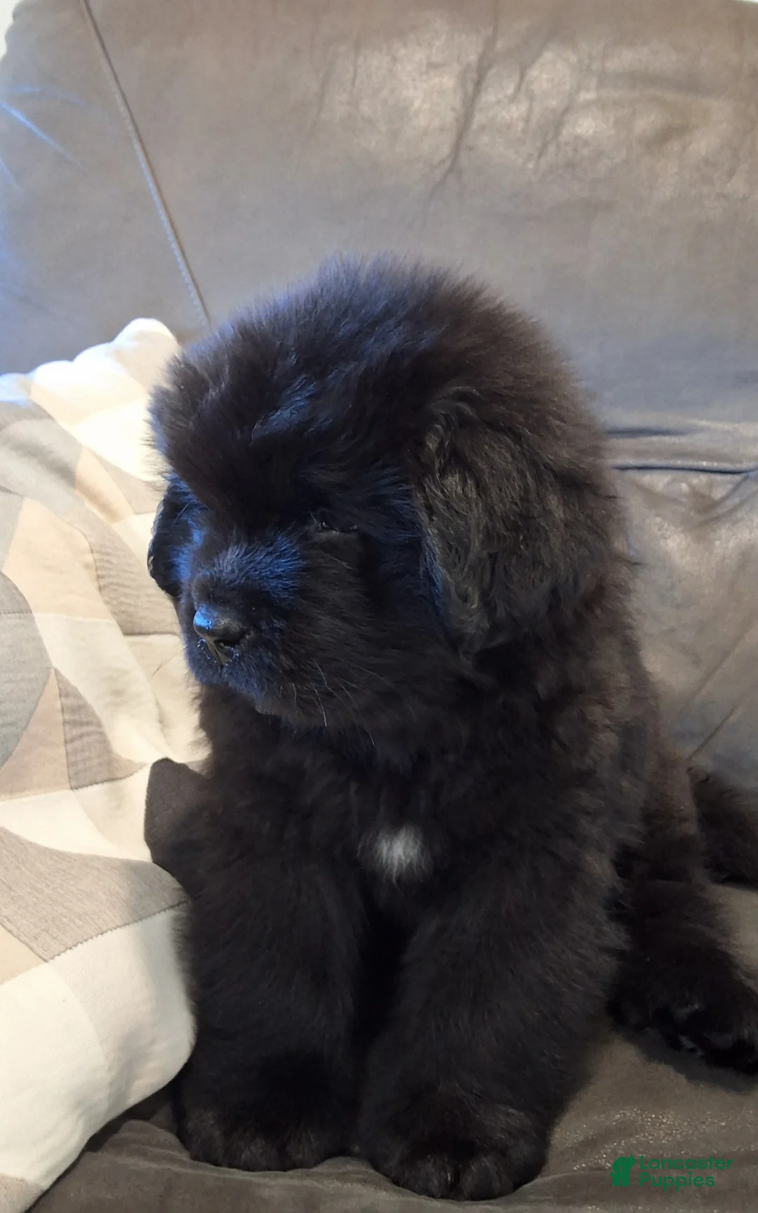 Newfoundland dogs for sale: MOOSE - Ad 2