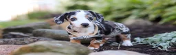 Miniature Dachshund dogs for sale: Anson - Ad 6
