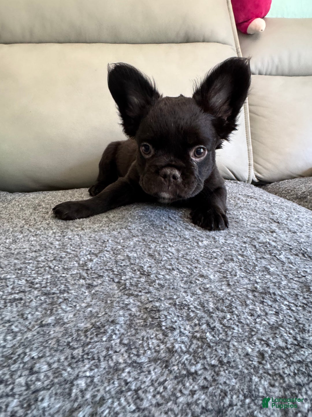 French Bulldog dogs for sale: Nacho - Ad 12