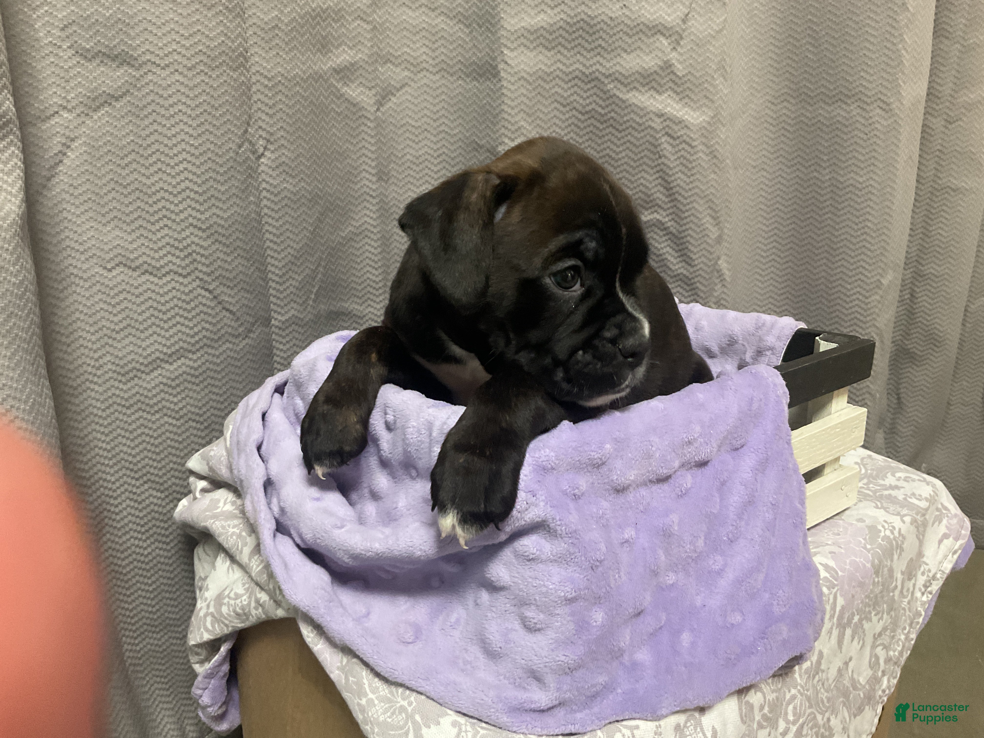 Boxer dogs 💐DAFFODIL  - Ad 2