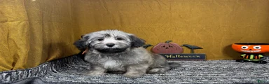 Havanese 2
