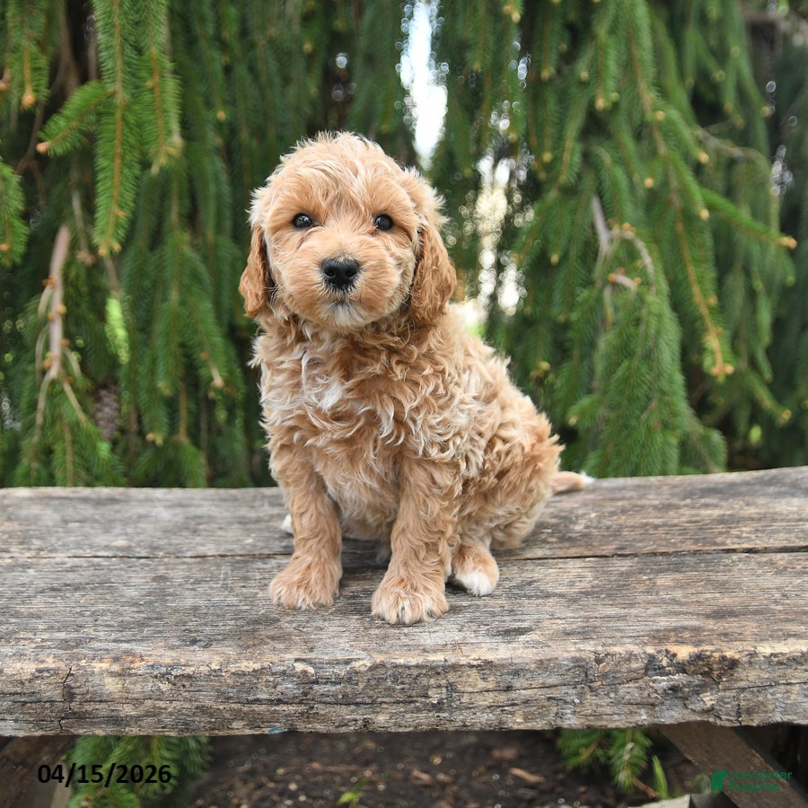 Goldendoodle dogs Maverick - Ad 1