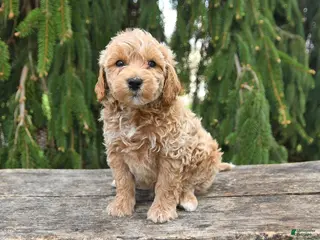 Goldendoodle dogs for sale: Maverick - Ad 4
