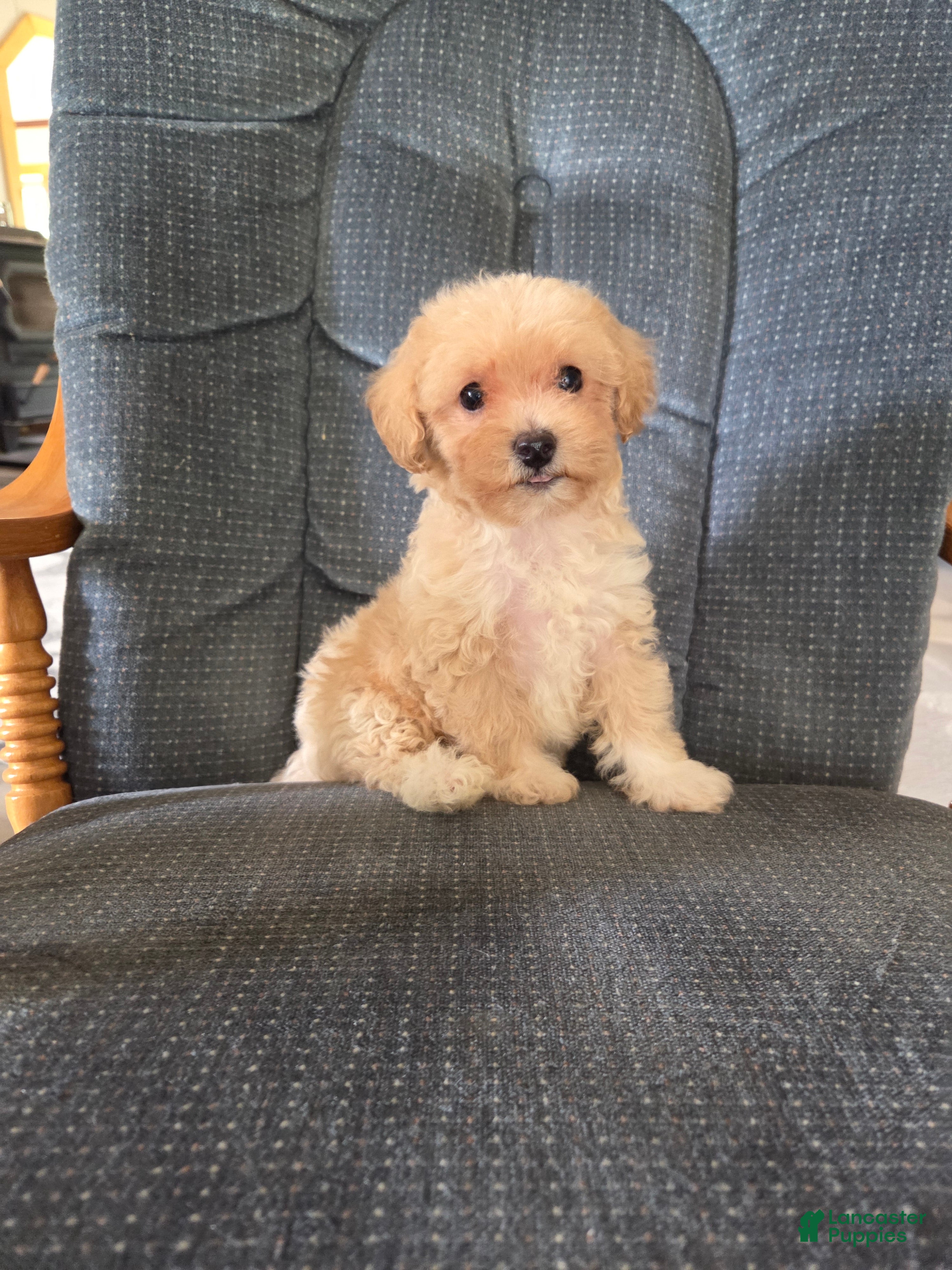 Maltipoo dogs Rusty - Ad 1